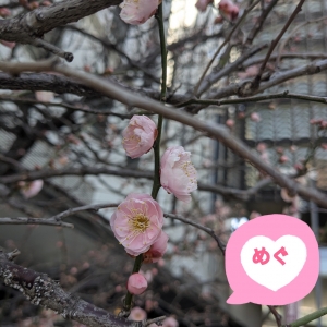 米子/大山/境港/安来/松江/名和のデリバリーヘルスZEBRA（ゼブラ）の写メ日記　画像