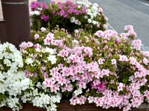 米子/大山/境港/安来/松江/名和のデリバリーヘルスZEBRA（ゼブラ）の写メ日記　明日14時出勤です♪画像